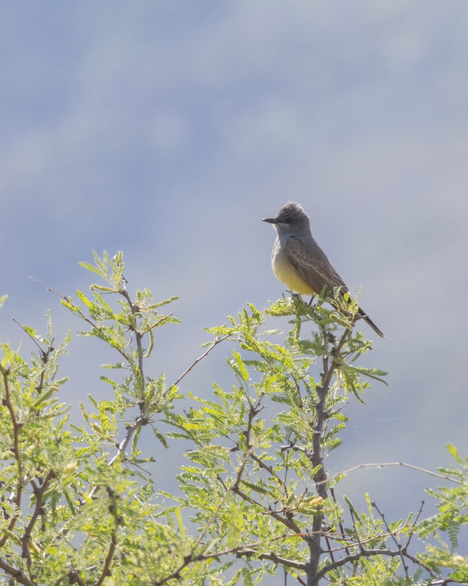 Cassin's Kingbird - Ameya Thatte