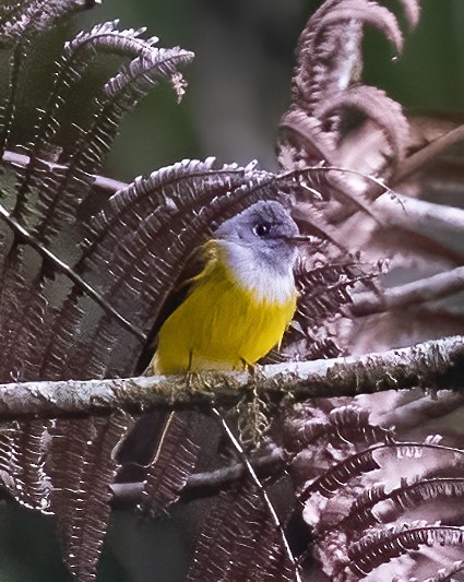 Gray-headed Canary-Flycatcher - Peter Seubert