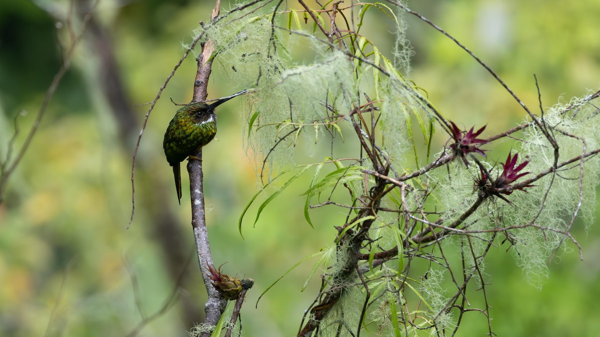 Rufous-tailed Jacamar - John Andersen