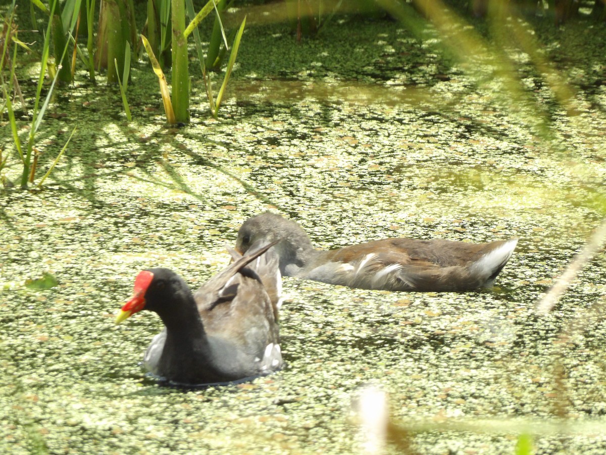 Common Gallinule - Jerhemy Lonzo