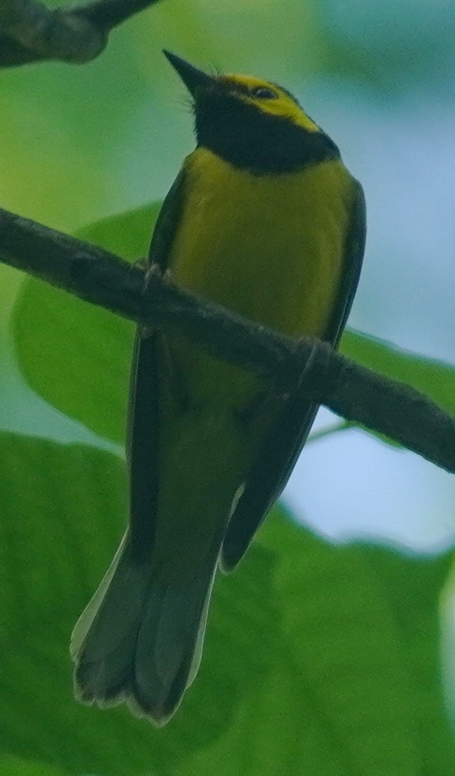 Hooded Warbler - ML619539928