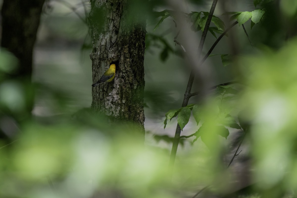 Prothonotary Warbler - ML619539932