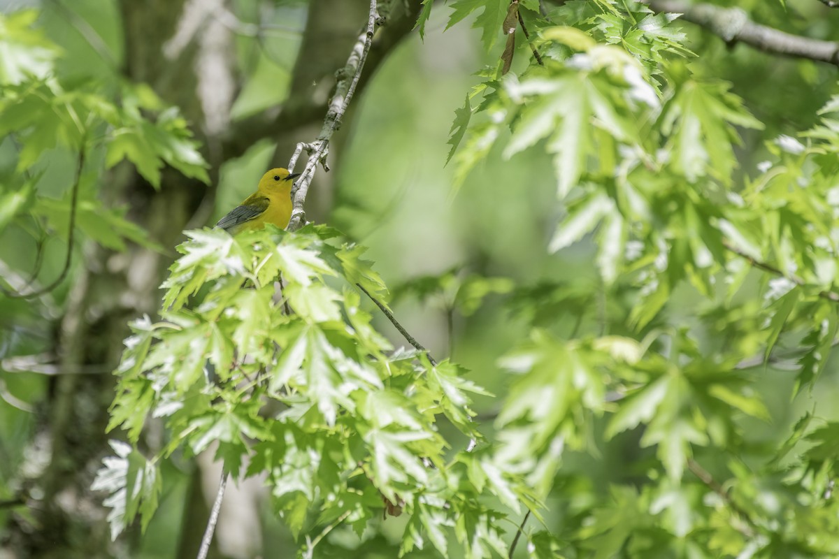 Prothonotary Warbler - ML619539933
