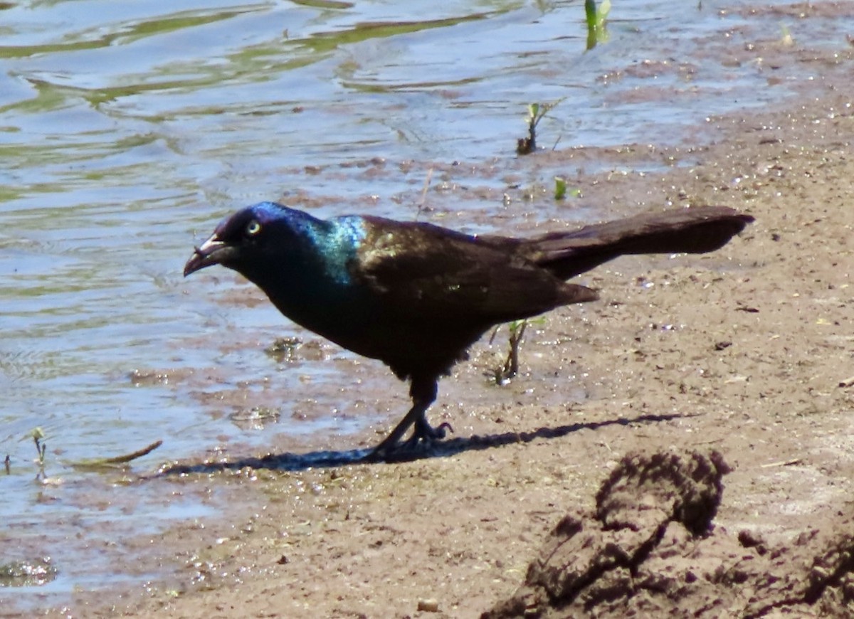 Common Grackle - Holly Key