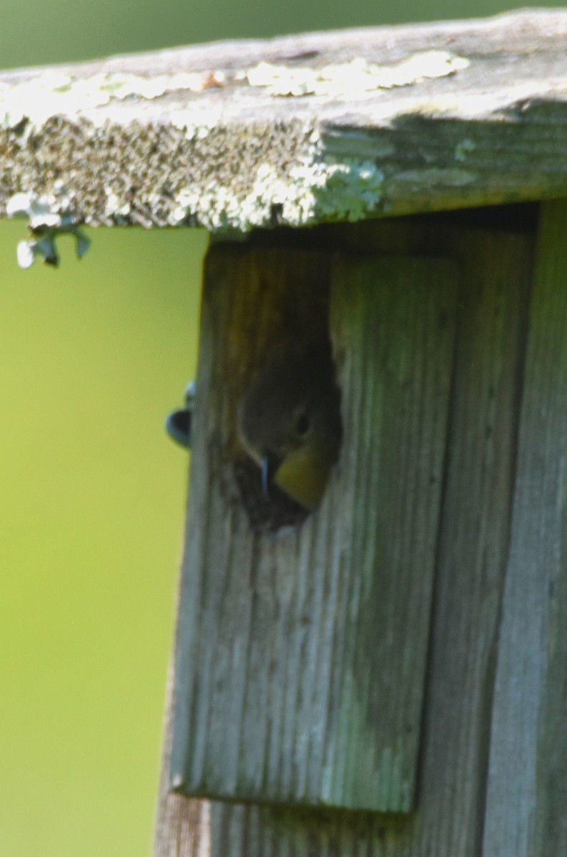 Common Yellowthroat - Old Sam Peabody