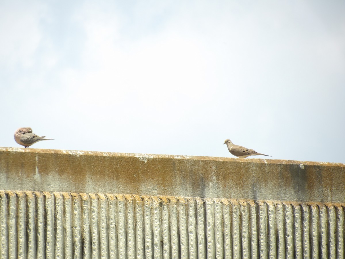 Mourning Dove - Jerhemy Lonzo