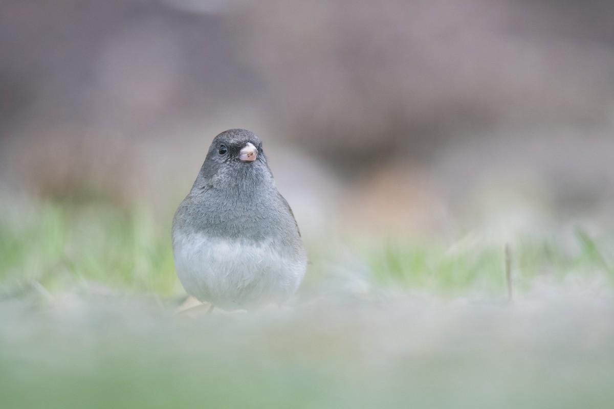 Dark-eyed Junco - Jameson Koehn