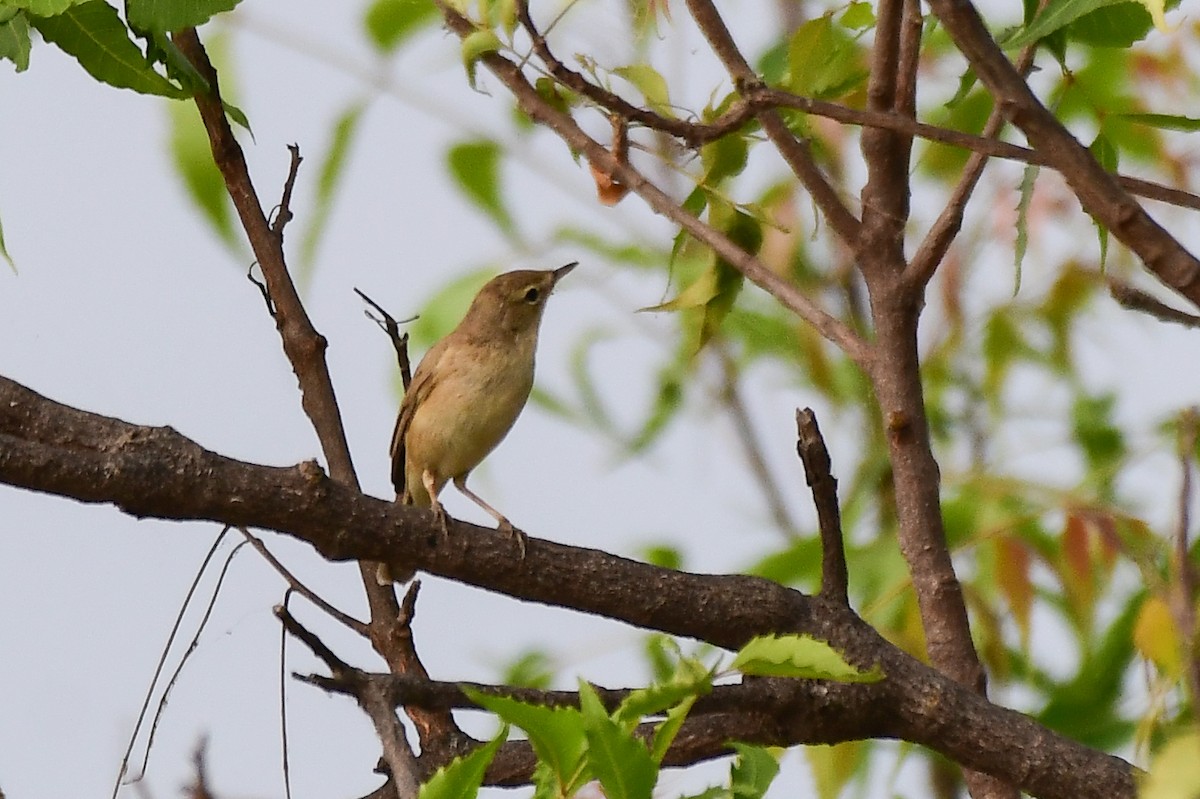 Booted Warbler - Sathish Ramamoorthy