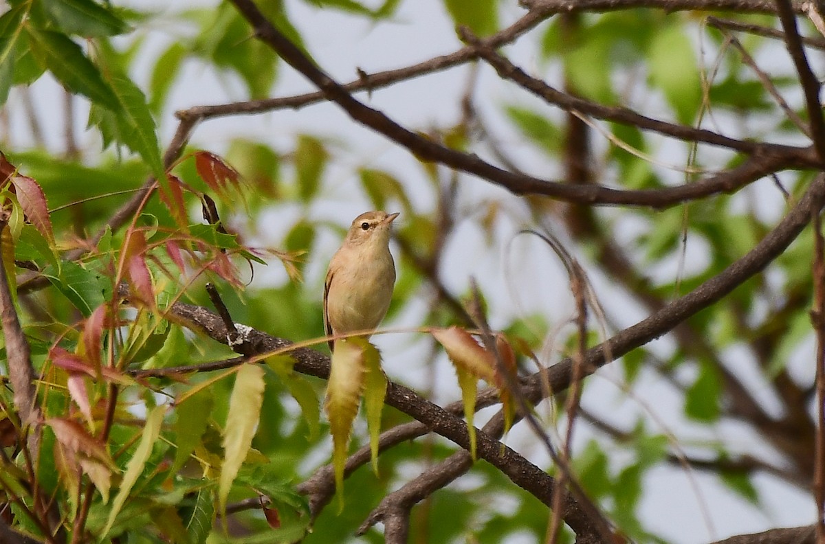 Booted Warbler - Sathish Ramamoorthy