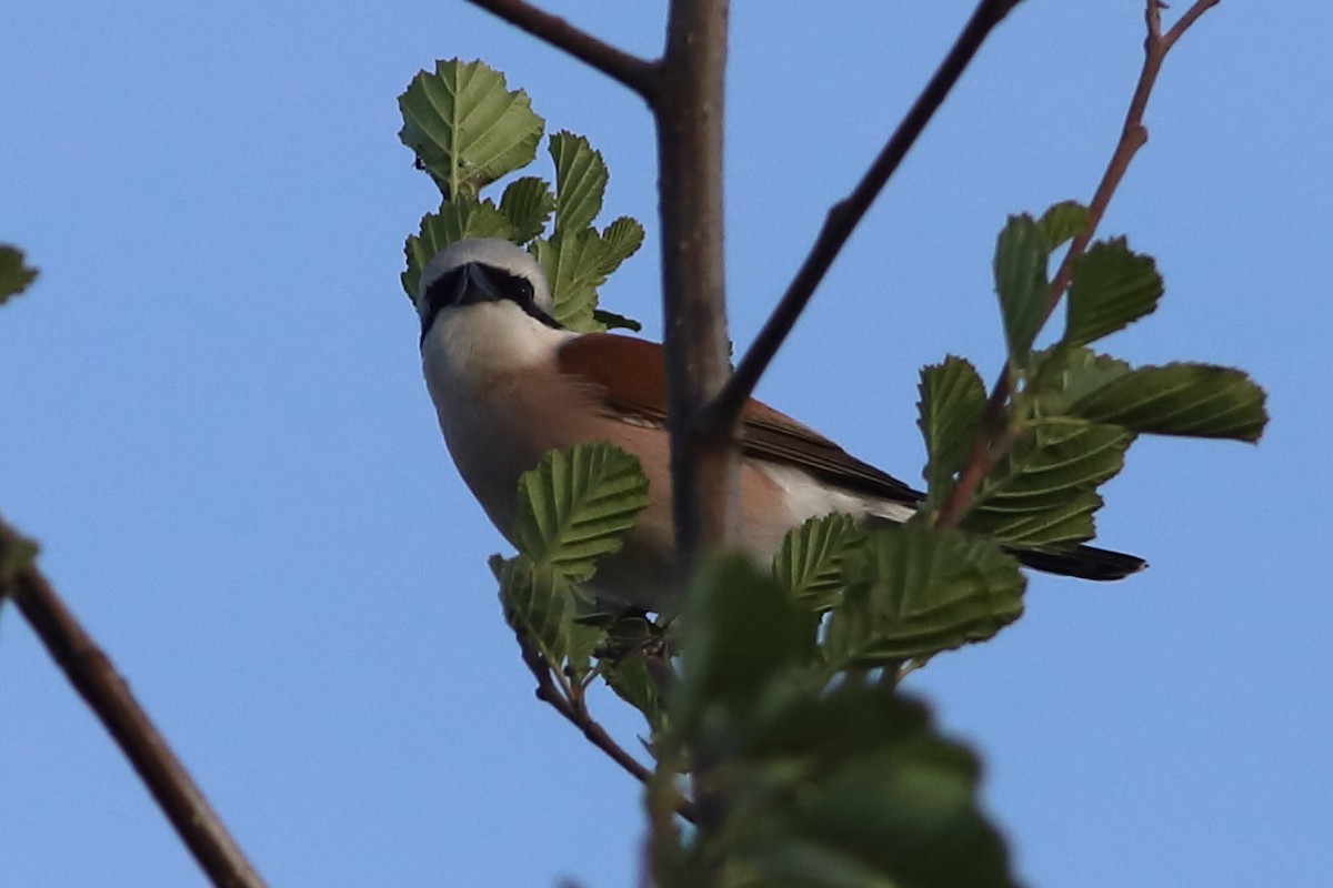 Red-backed Shrike - Lluís Vilamajó