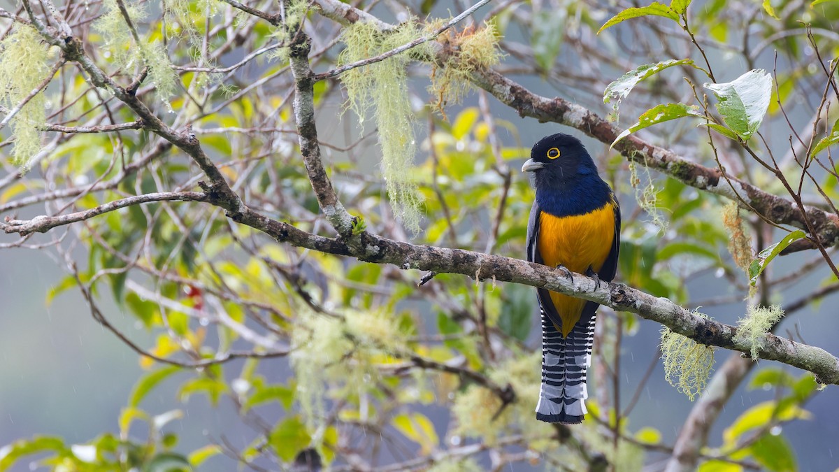 Gartered Trogon - John Andersen