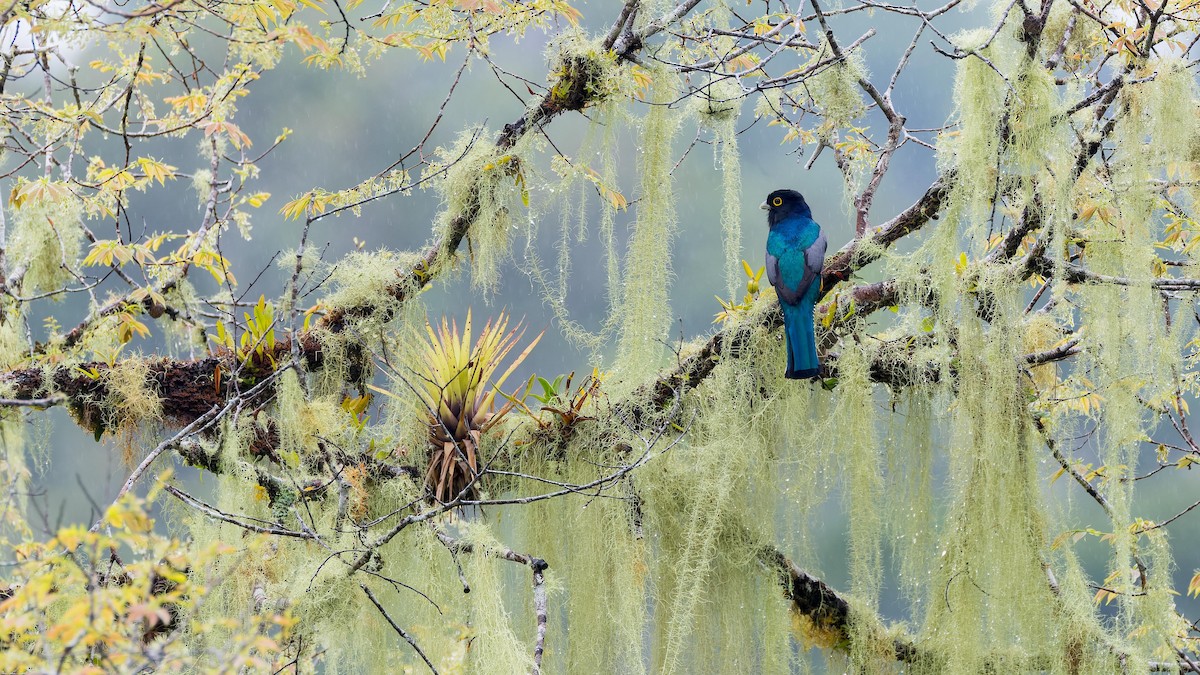 Gartered Trogon - John Andersen