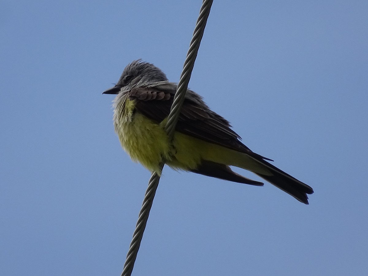 Western Kingbird - Jim Walton