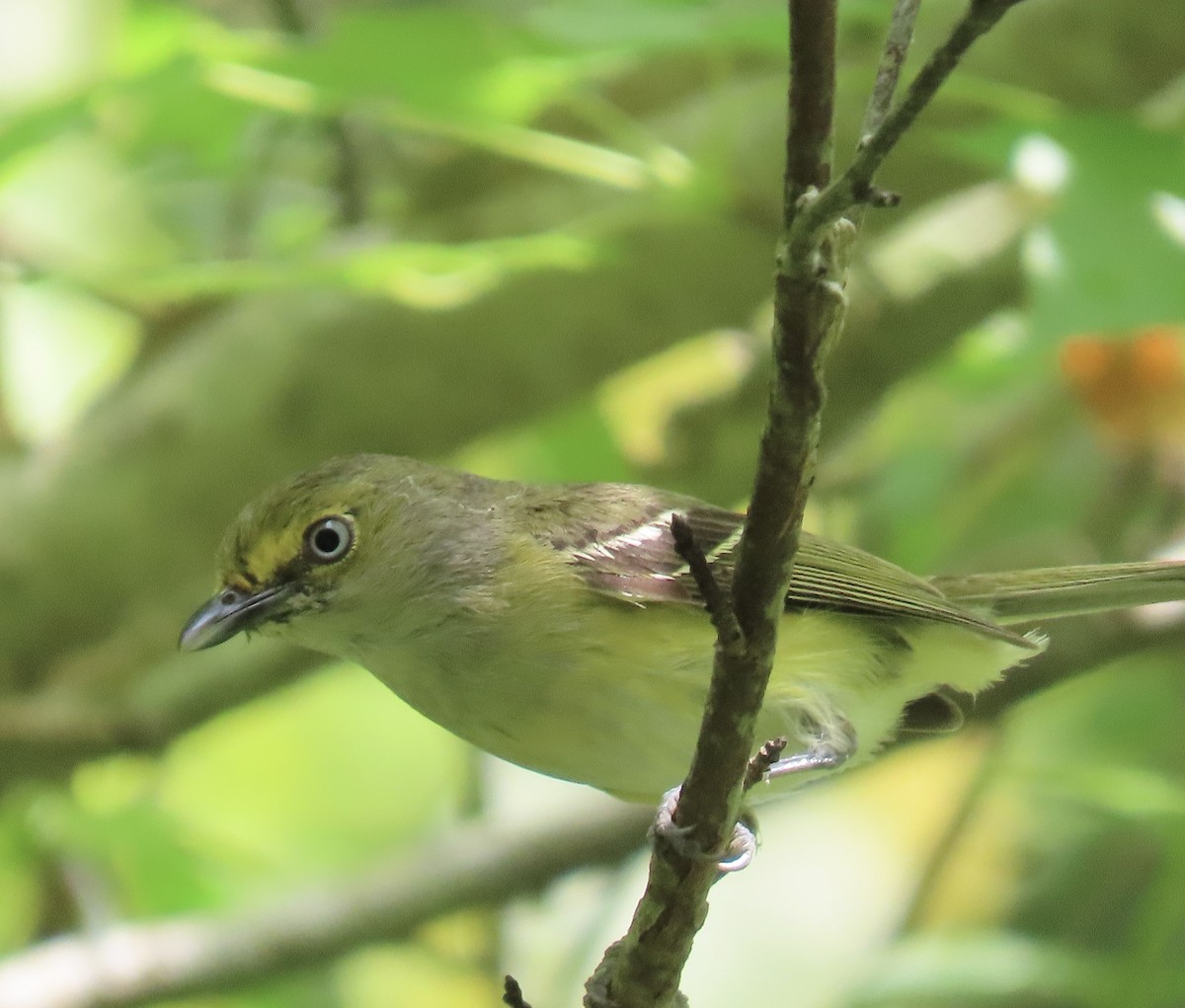 White-eyed Vireo - Tom & Anna Leith