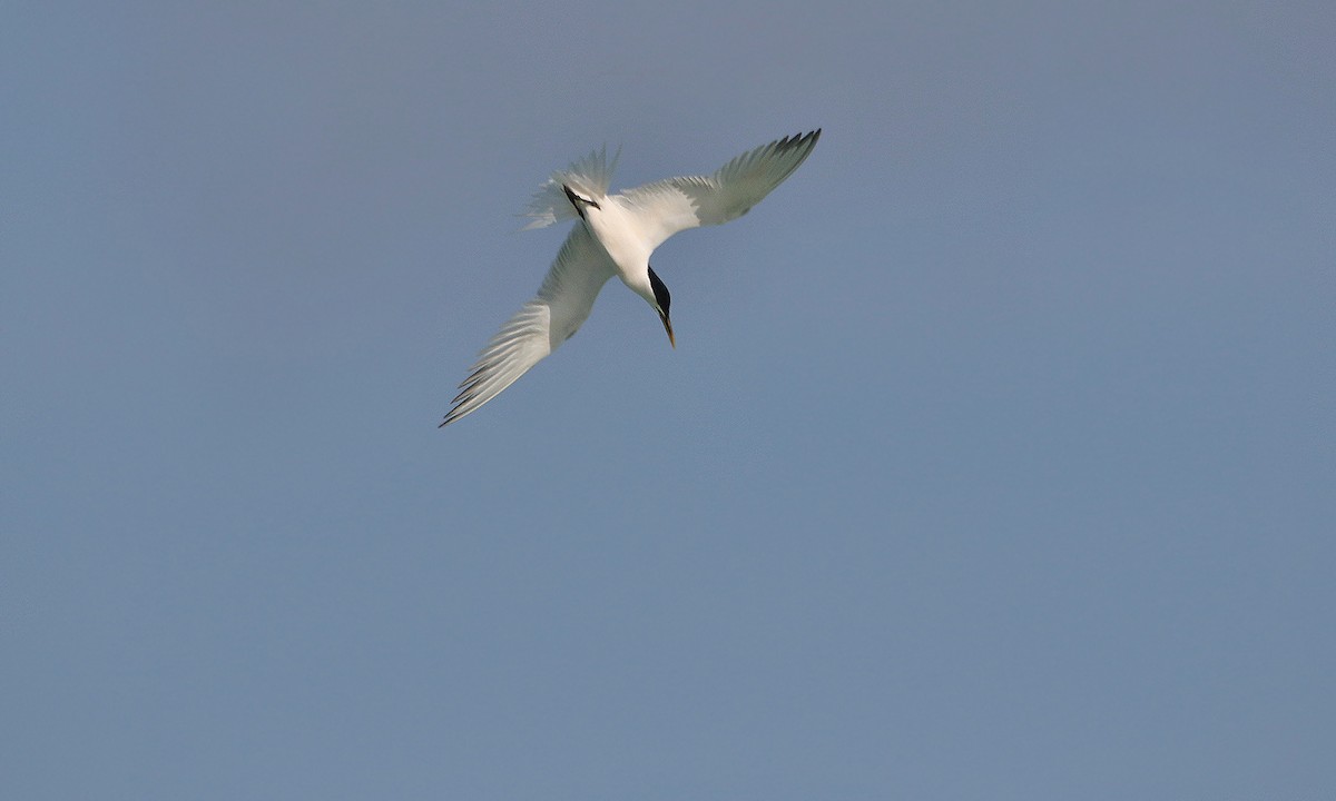 Sandwich Tern - Adrián Braidotti