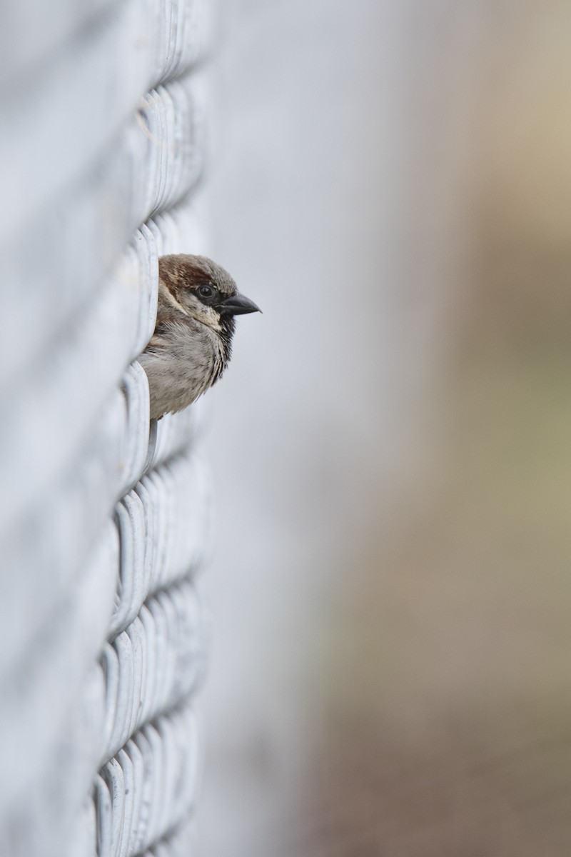 House Sparrow - Jameson Koehn