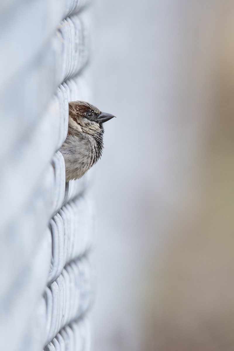 House Sparrow - Jameson Koehn