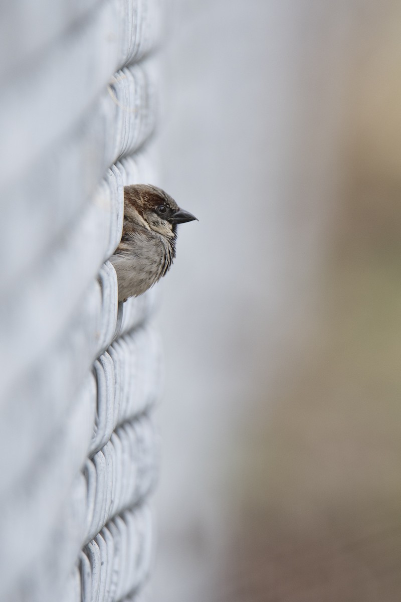 House Sparrow - Jameson Koehn