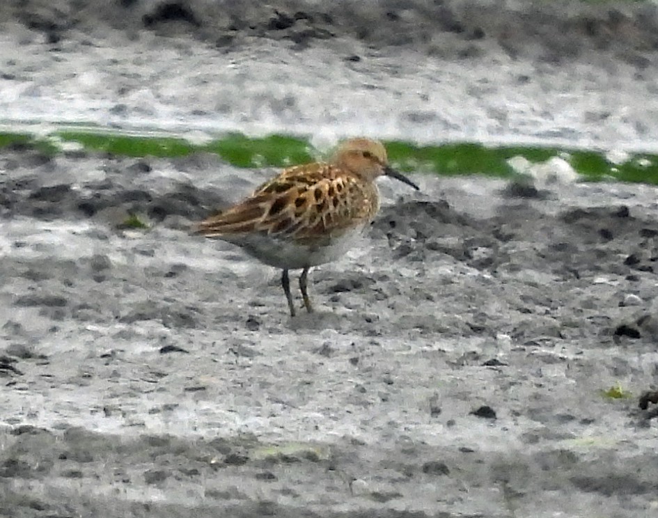 Western Sandpiper - Jock McCracken