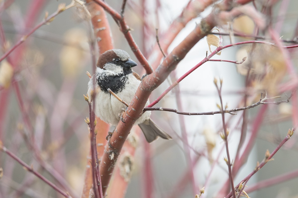 House Sparrow - Jameson Koehn