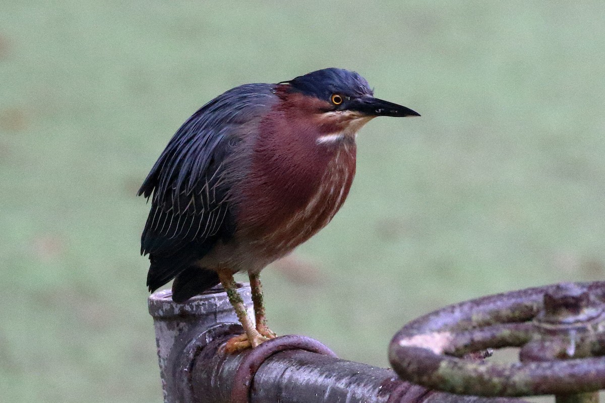 Green Heron - Jeffrey Fenwick