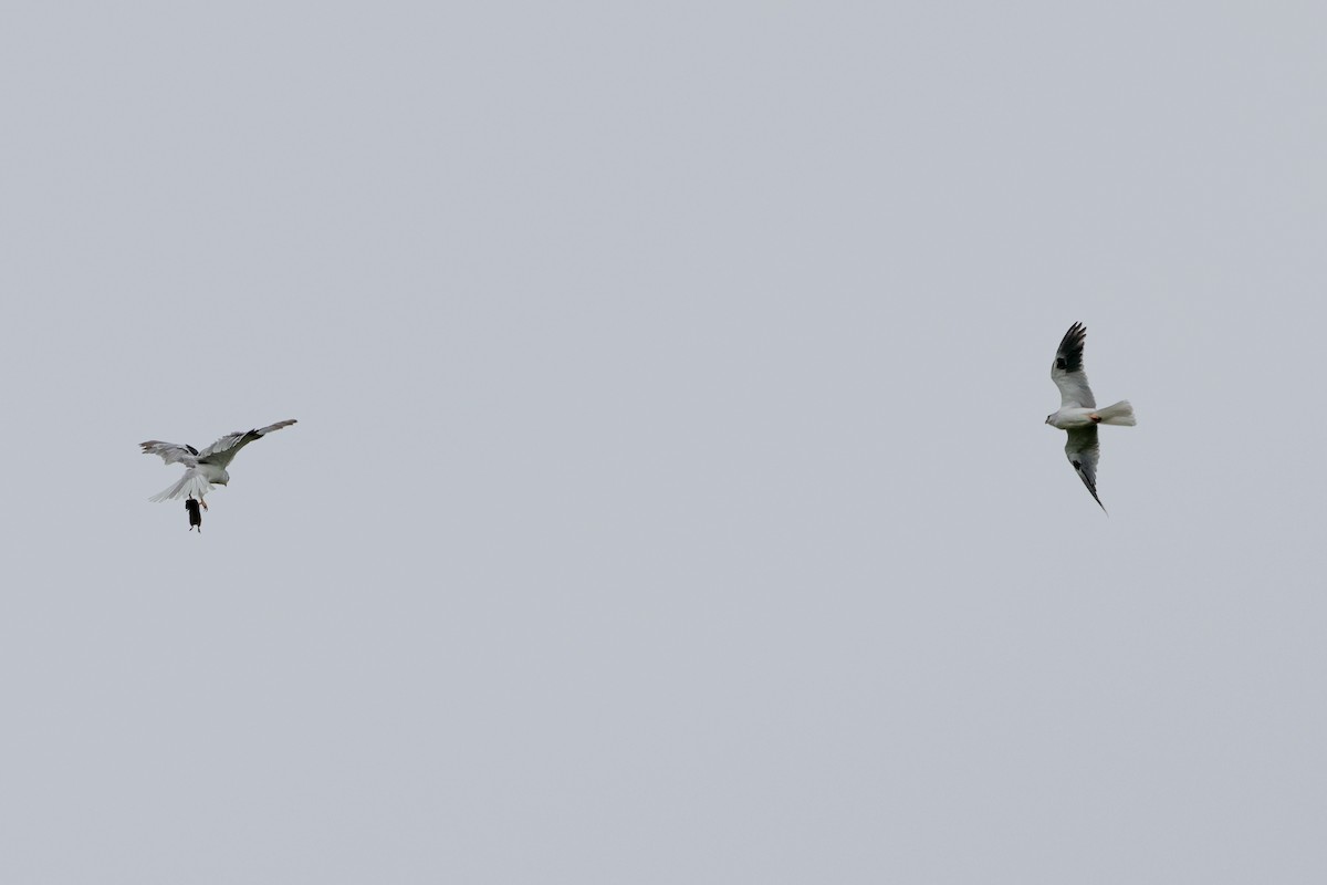 White-tailed Kite - Becca Cockrum