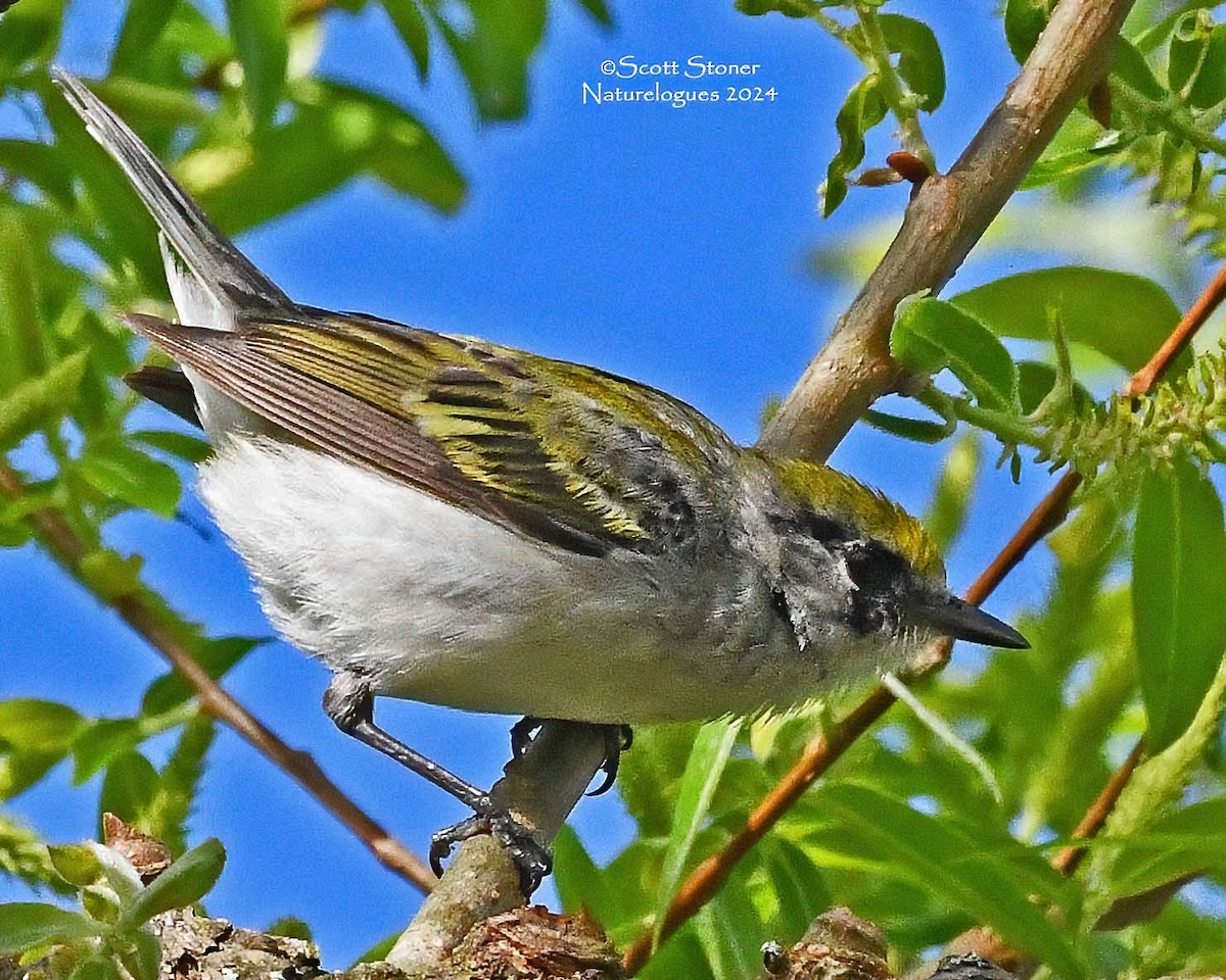 Chestnut-sided Warbler - ML619539987