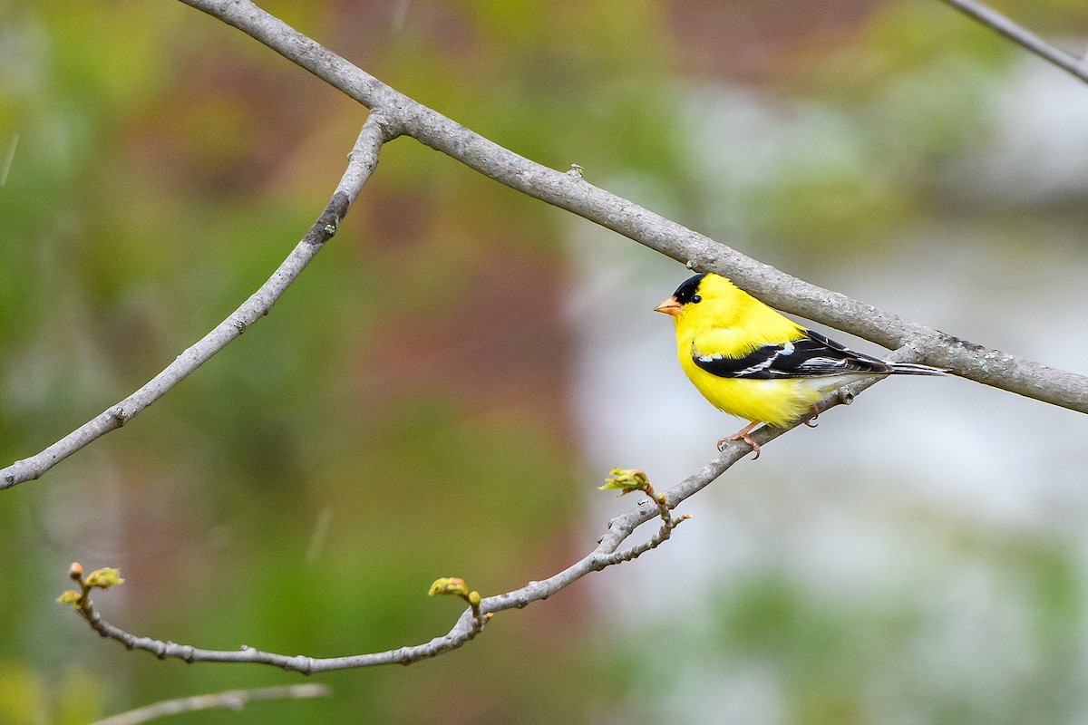 American Goldfinch - Naseem Reza