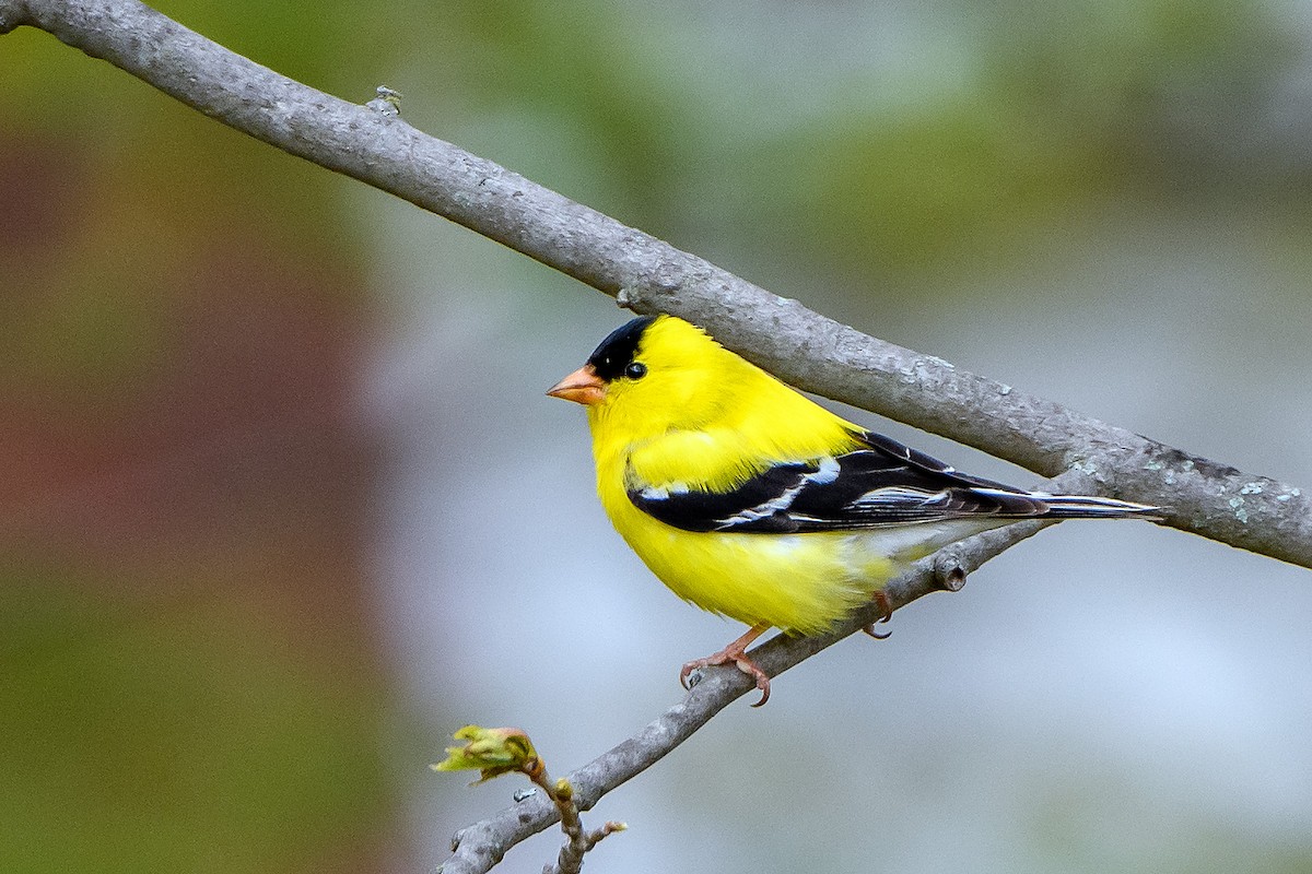 American Goldfinch - Naseem Reza