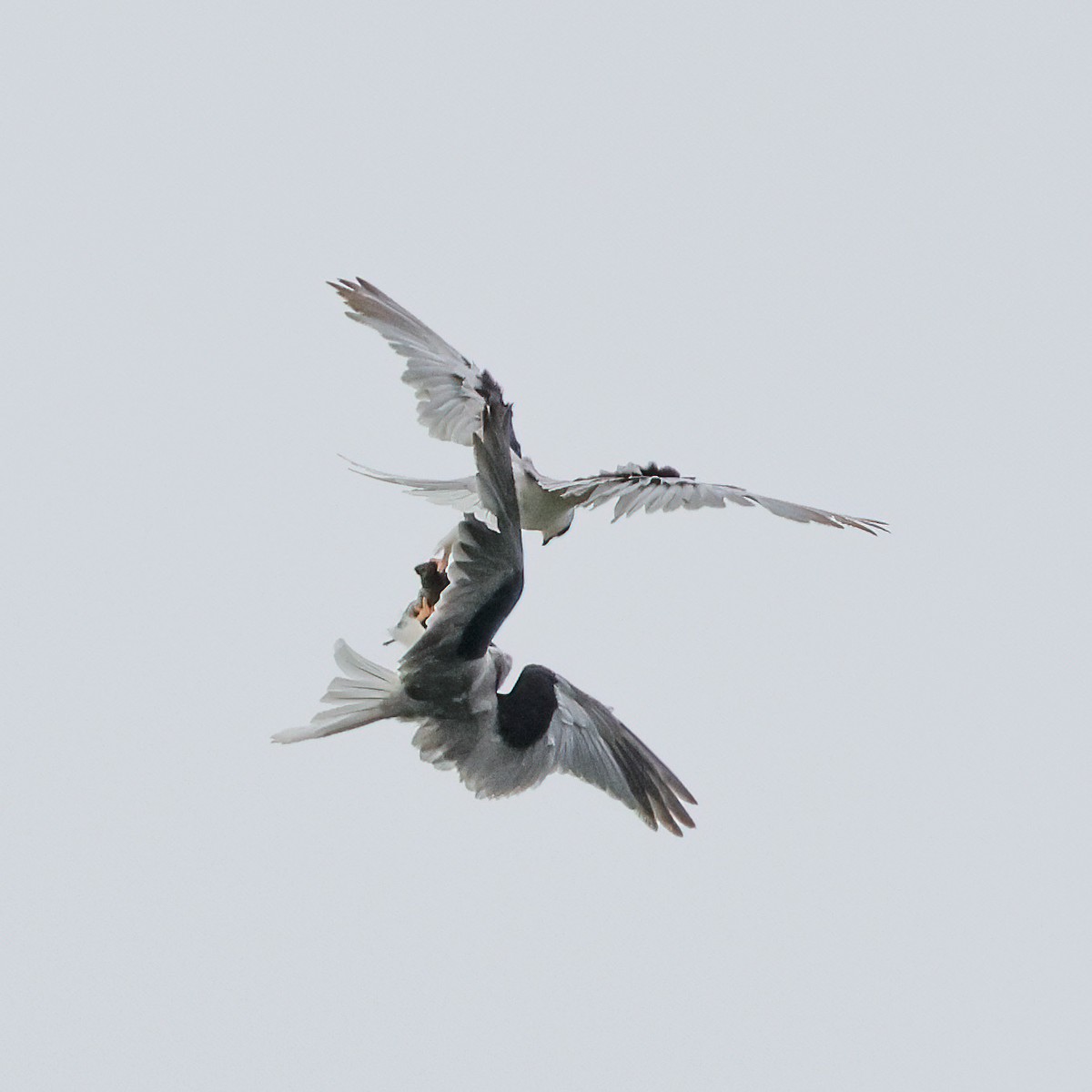 White-tailed Kite - Becca Cockrum