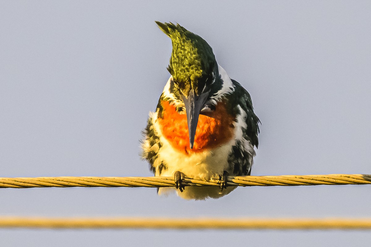 Amazon Kingfisher - Amed Hernández