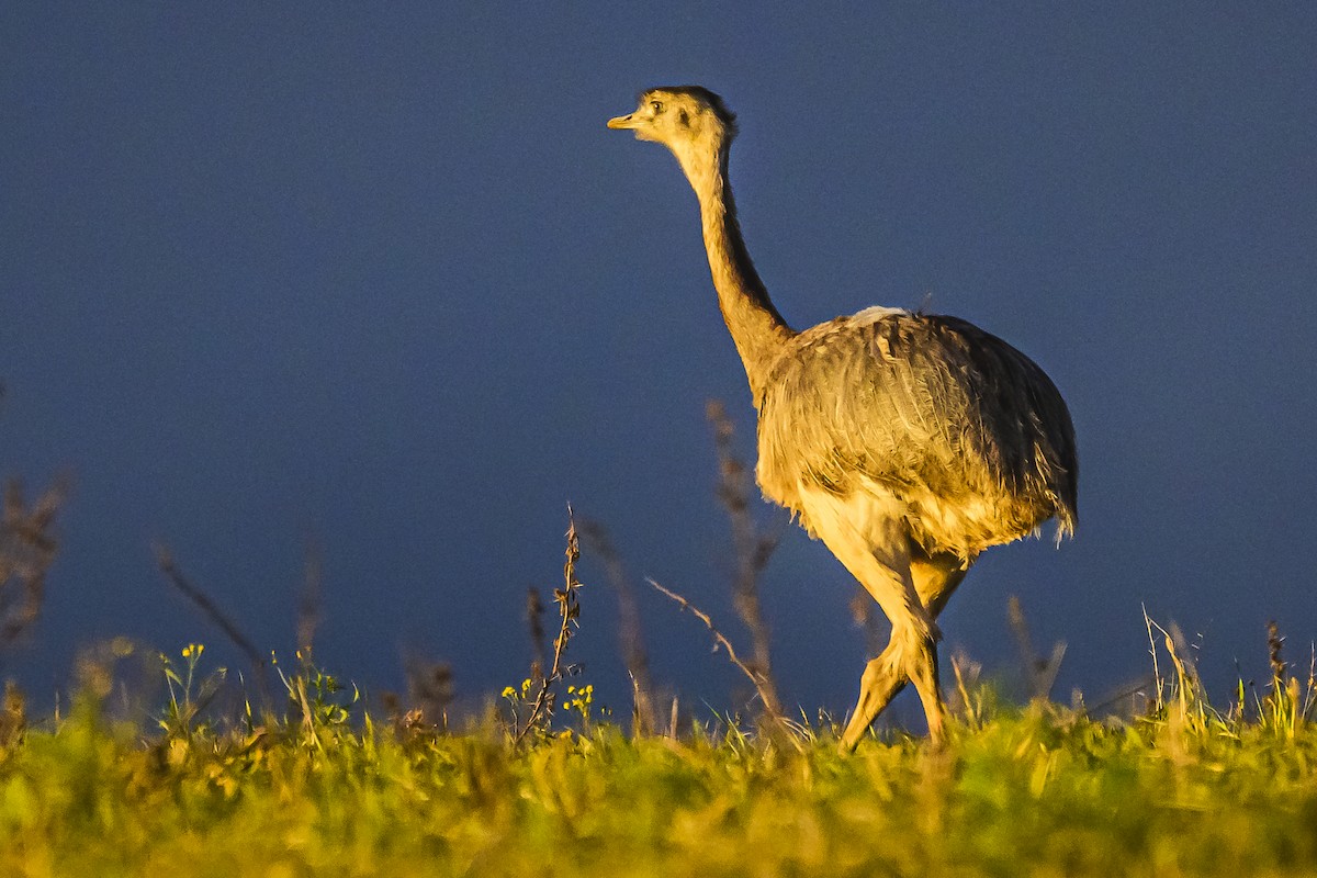 Greater Rhea - Amed Hernández