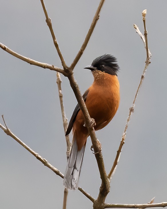 Rufous Sibia - Peter Seubert