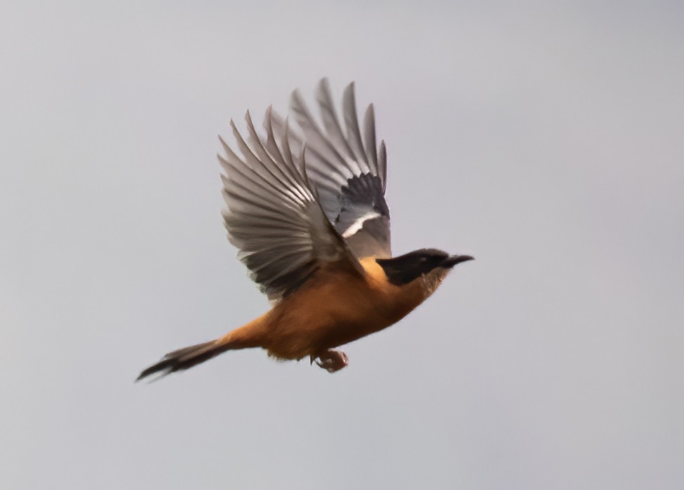 Rufous Sibia - Peter Seubert