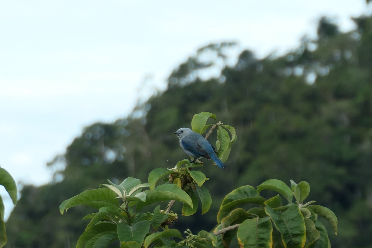 Blue-gray Tanager - ML619540003