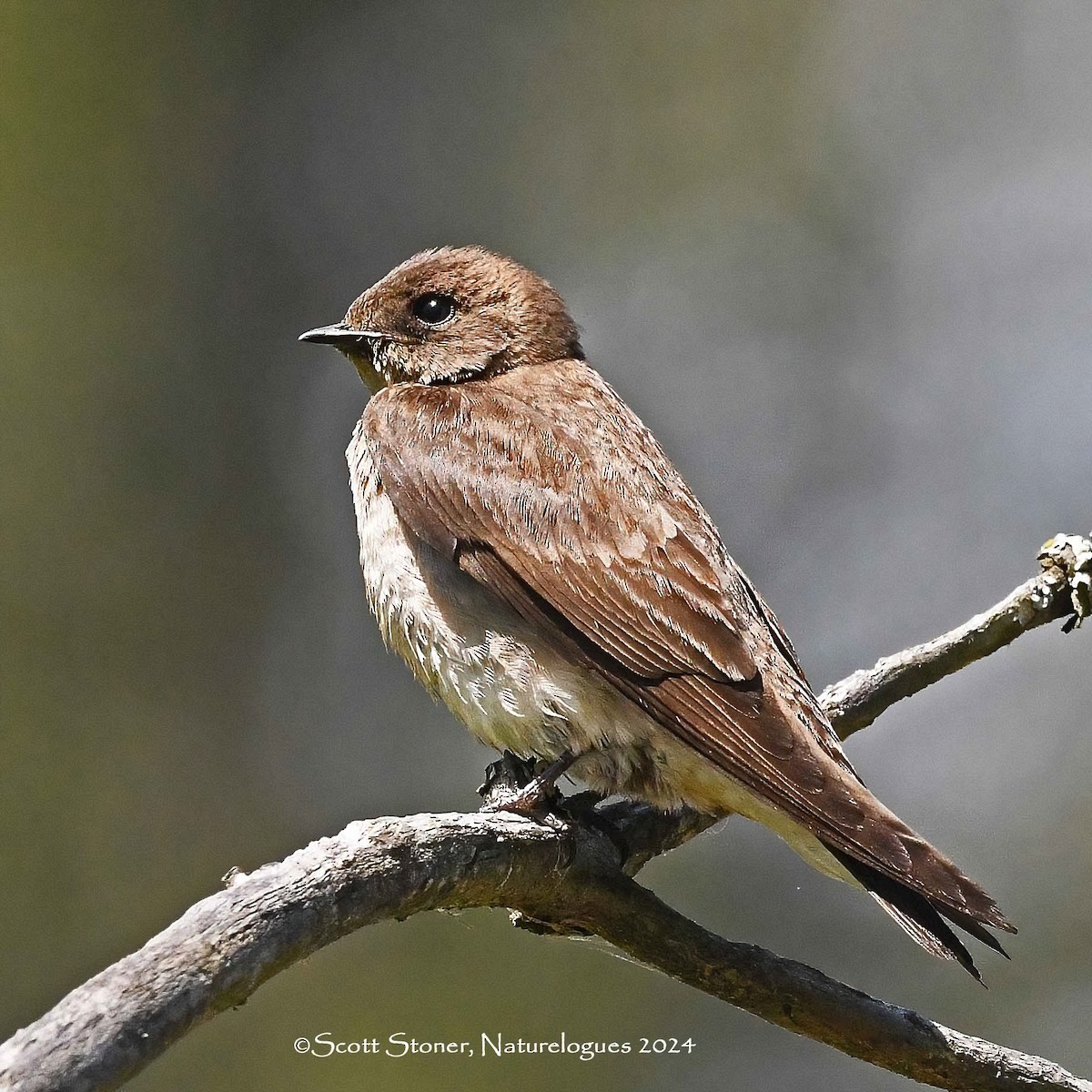 Northern Rough-winged Swallow - Scott Stoner
