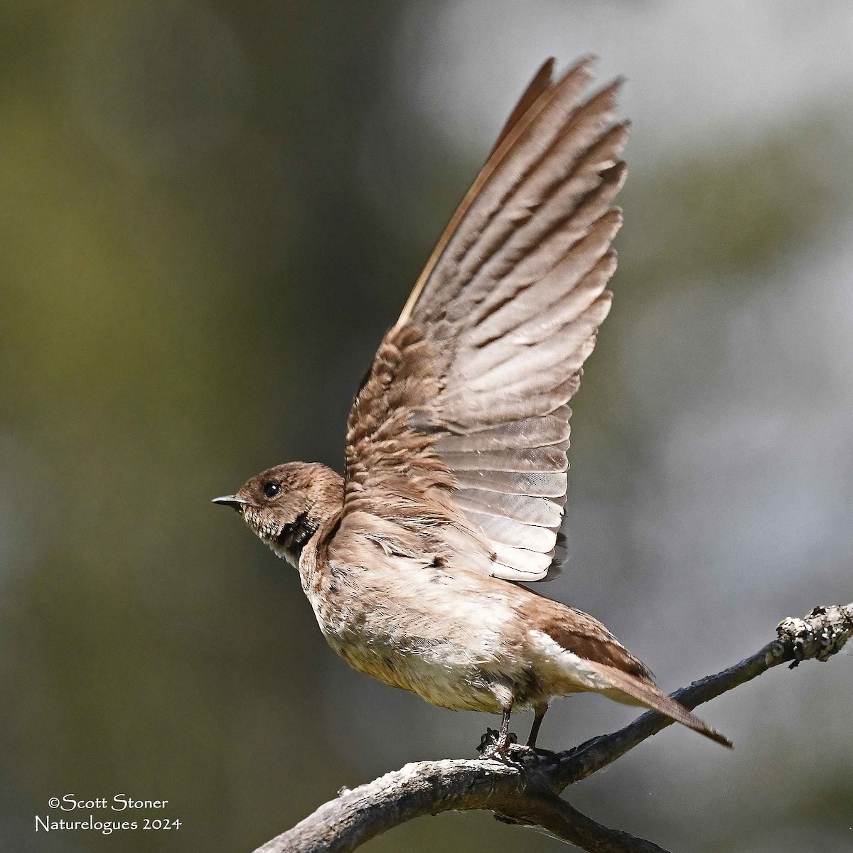 Northern Rough-winged Swallow - Scott Stoner