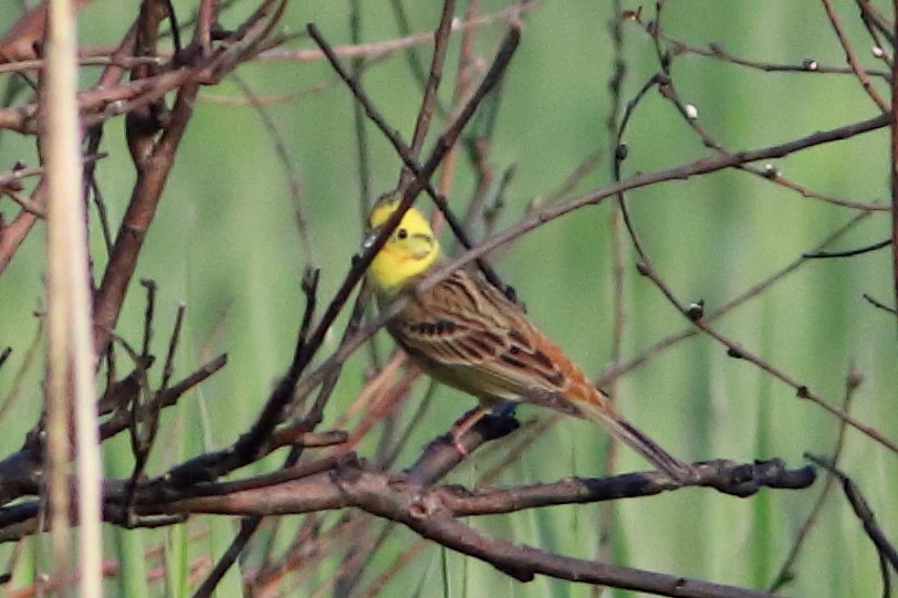 Yellowhammer - Lluís Vilamajó