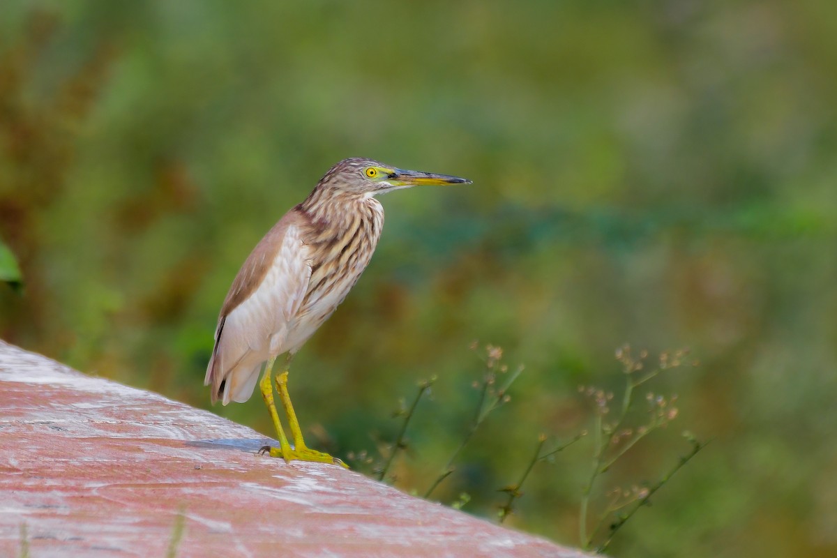 Indian Pond-Heron - ML619540007