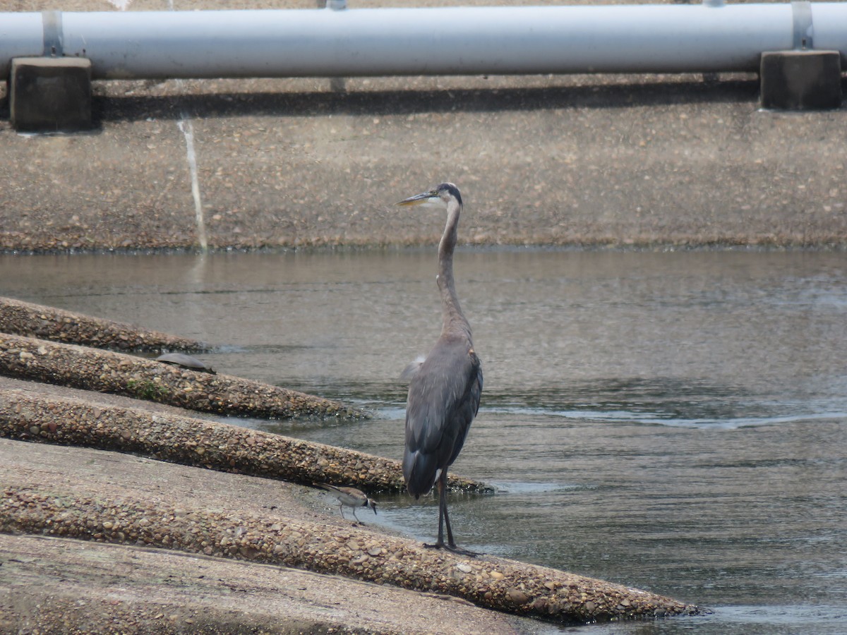 Great Blue Heron - Mike Major