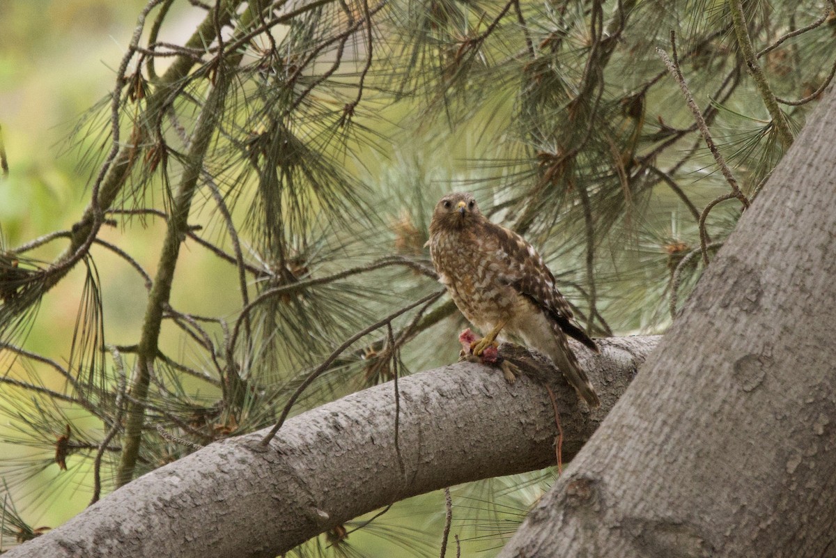 Red-shouldered Hawk - John Bruin