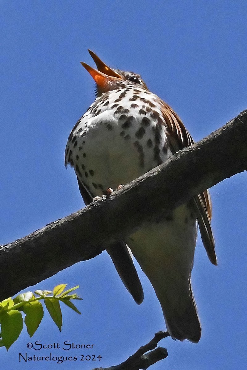 Wood Thrush - Scott Stoner