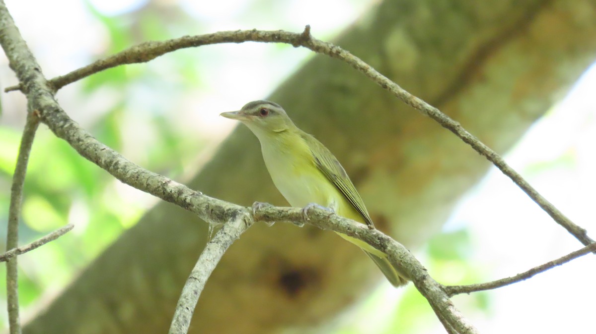 Yellow-green Vireo - ML619540033