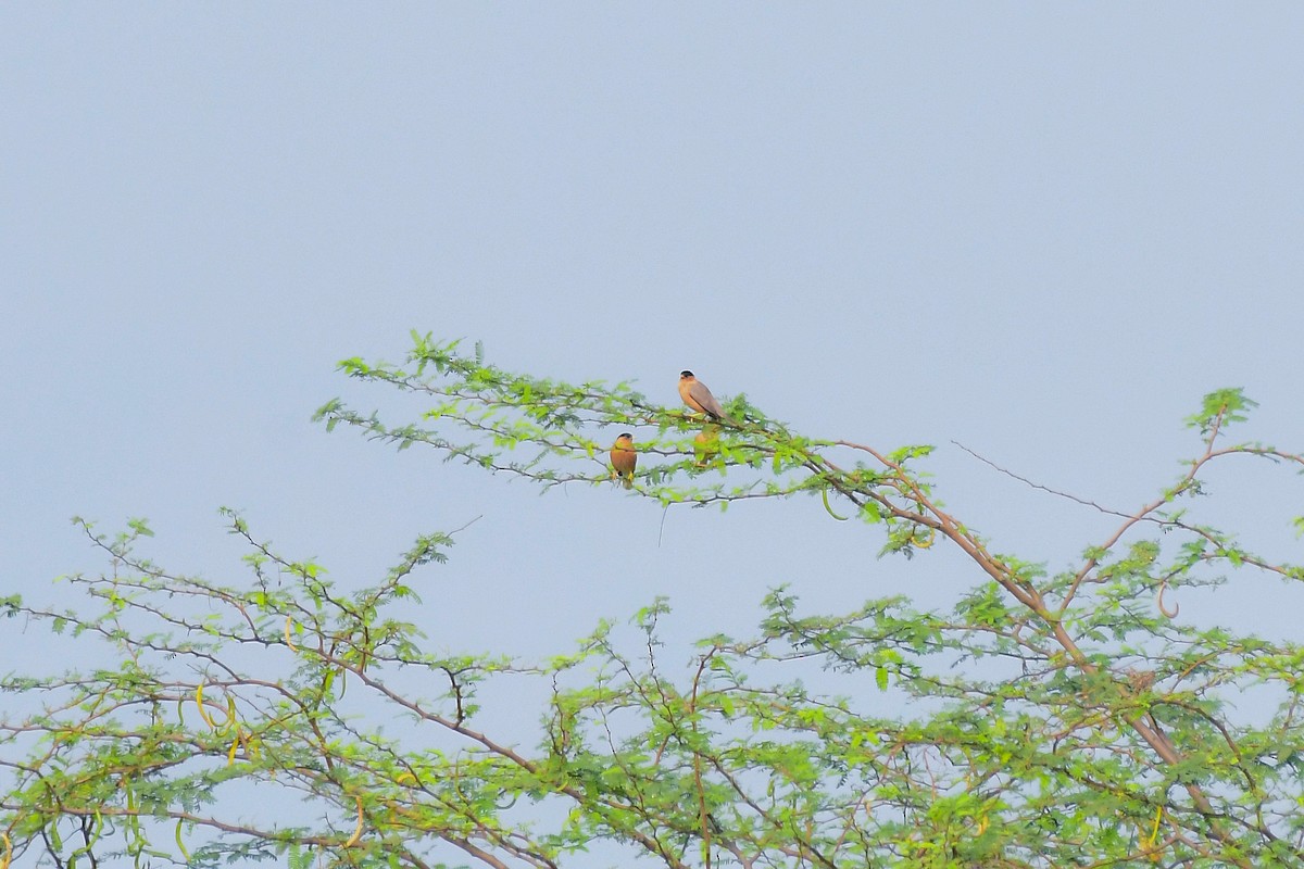 Brahminy Starling - Sathish Ramamoorthy