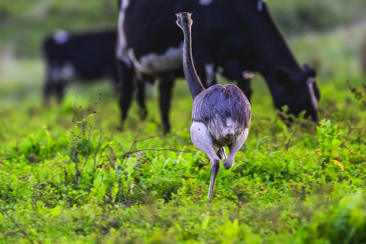 Greater Rhea - Amed Hernández