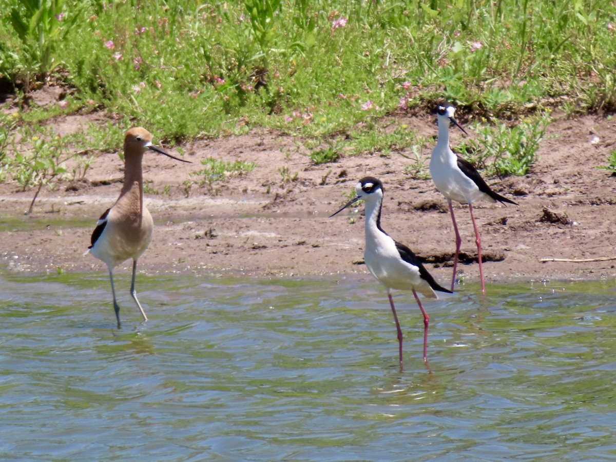 Black-necked Stilt - Holly Key