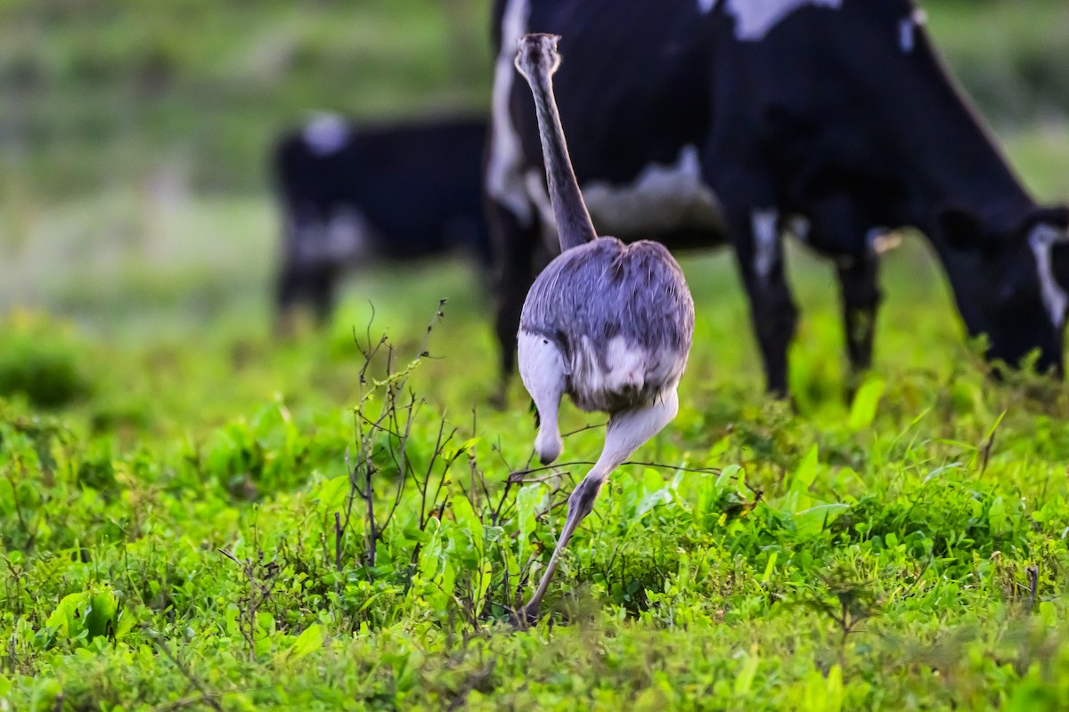 Greater Rhea - Amed Hernández