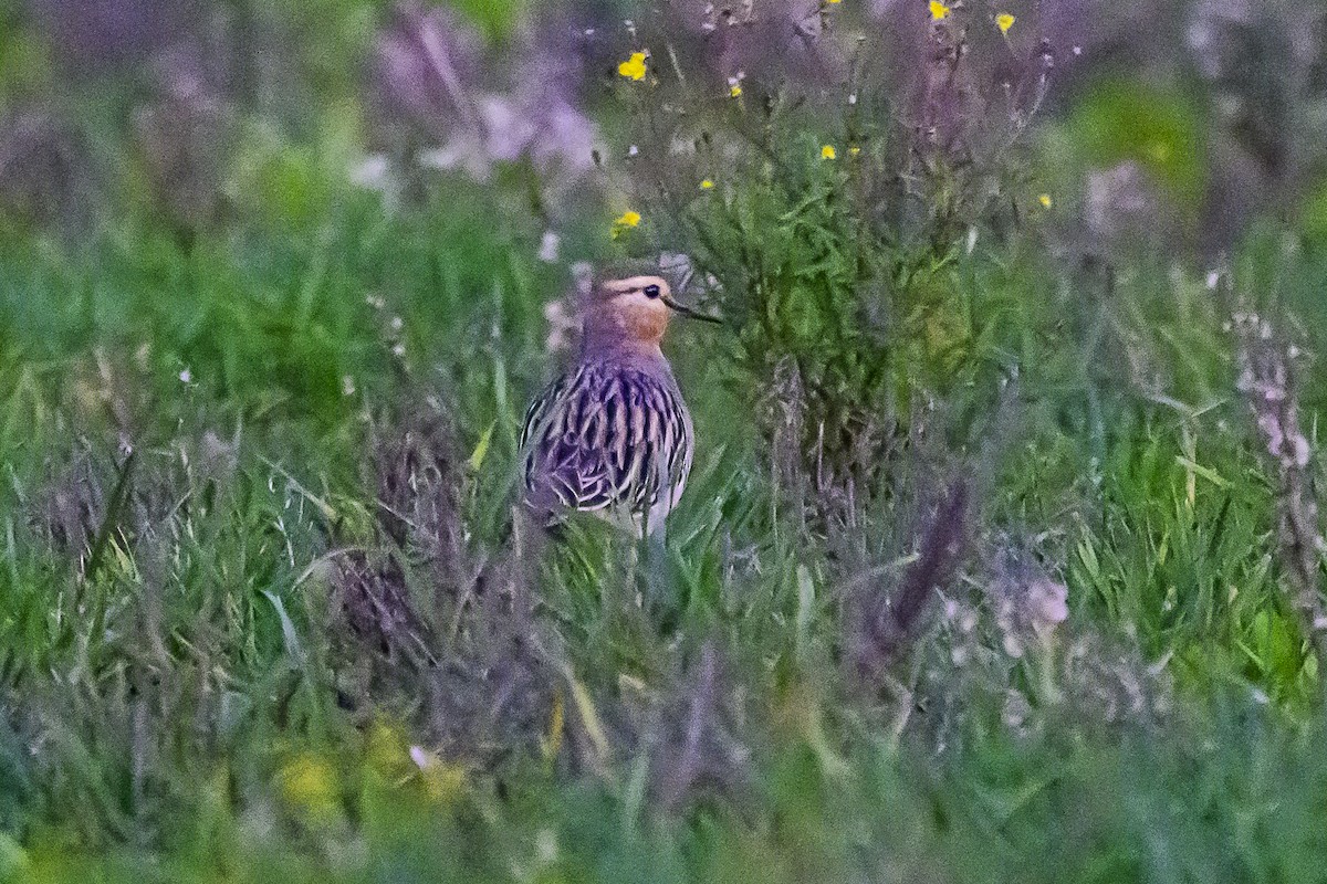 Tawny-throated Dotterel - Amed Hernández