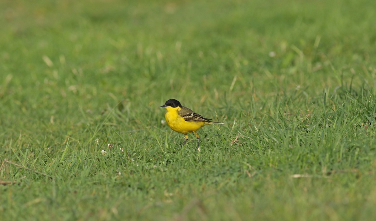 Western Yellow Wagtail (feldegg) - Andrew Steele