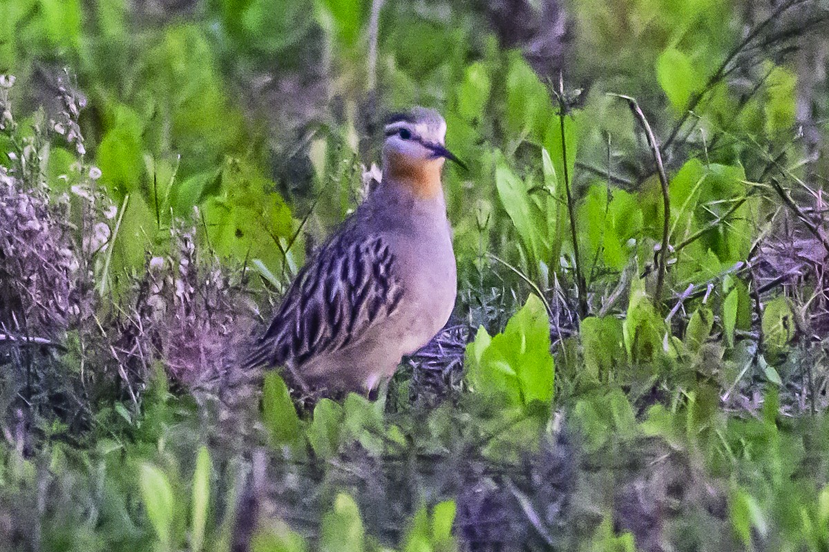 Tawny-throated Dotterel - Amed Hernández